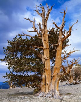 bristlecone pine trees
