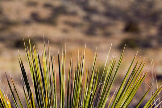Soaptree yucca