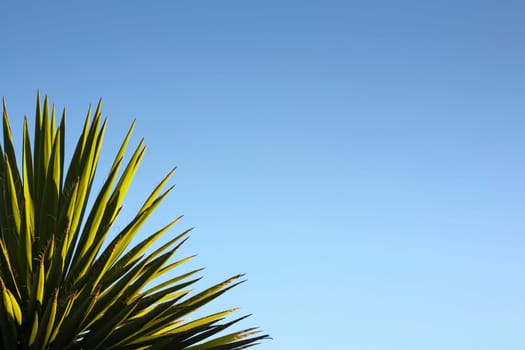 Yucca against blue sky