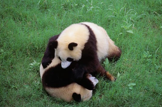 Giant Panda Bears