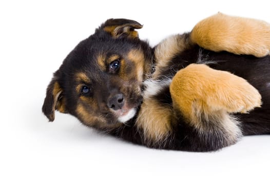 Shepherd Cross Puppy