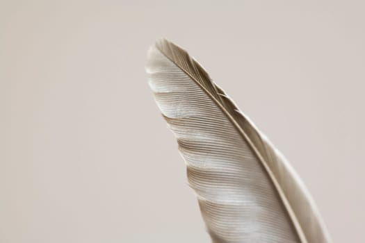 Detail of feather