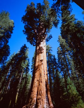giant sequoia trees,sequoia national park