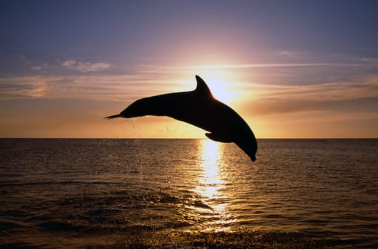 Silhouette of bottlenose dolphin leaping, sunset, Caribbean Sea