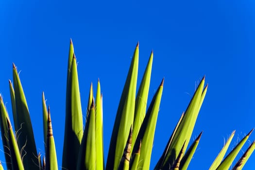 Yucca against blue sky