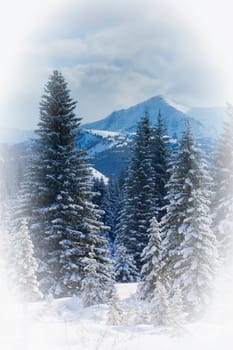Forest in the winter