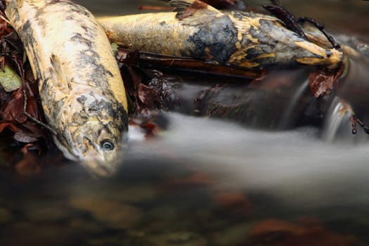 Dead Salmon beside a river after spawning