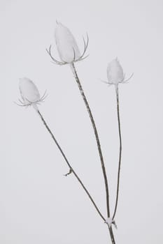 Snow covered thistles