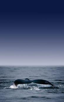 Whale's Fluke