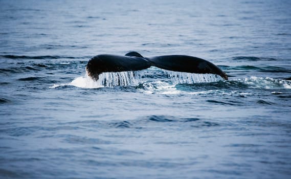 Humpback whale tail fin