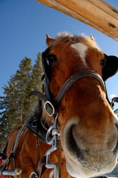 A carriage horse in winter