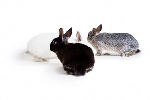 Three bunny rabbits