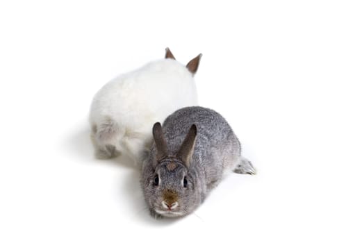 Easter Bunny Rabbits