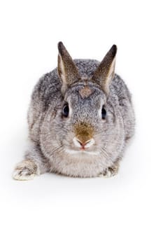 Bunny Rabbit