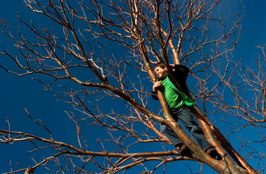 Boy standing in tree