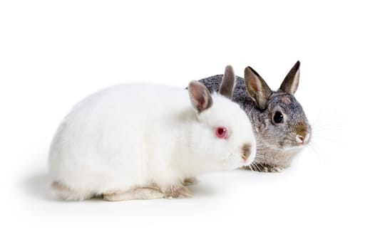 Two rabbits