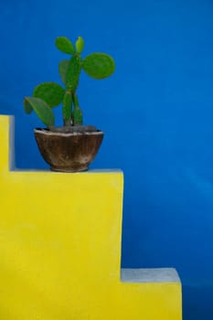 Cactus plant and design