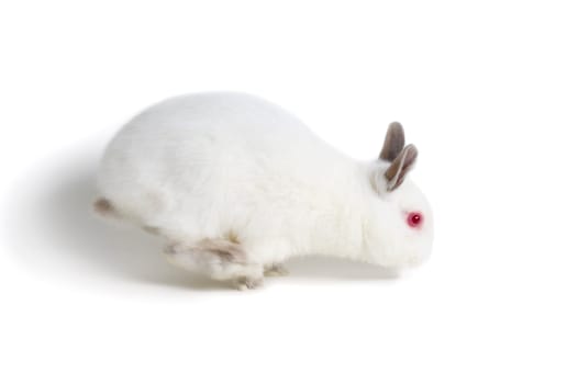 White rabbit