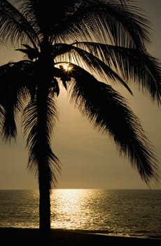 Silhouette of palm tree