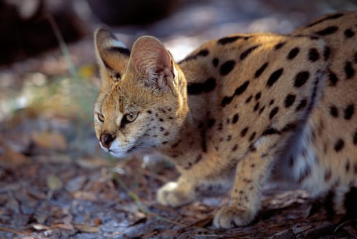 Crouched Serval cat