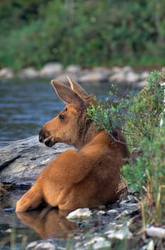 Moose calf lying in stream
