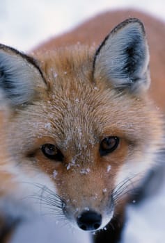 Portrait of adult red fox