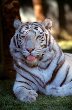 White tiger
