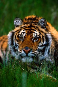Siberian tiger in grass.