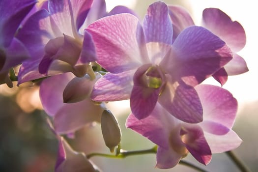 Orchids in backlight with aquarel effect