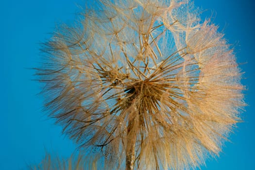 A close-up of a dandelion