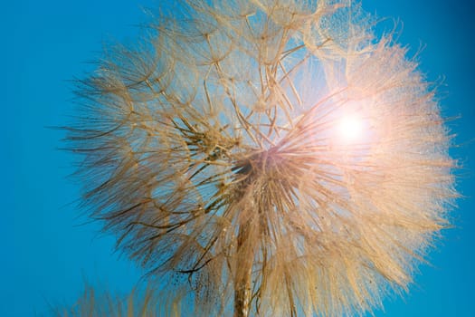 A close-up of a dandelion