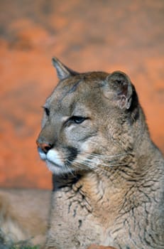 portrait of mountain lion