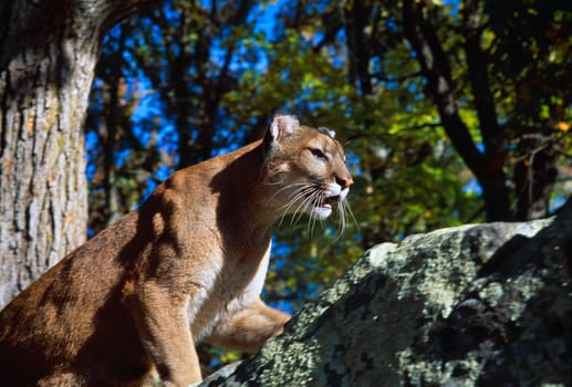 Crouching cougar on boulder