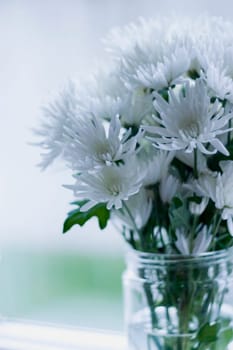 Chrysanthemums in jar