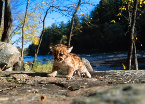 Cougar cub