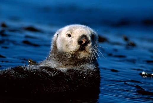 Sea otter