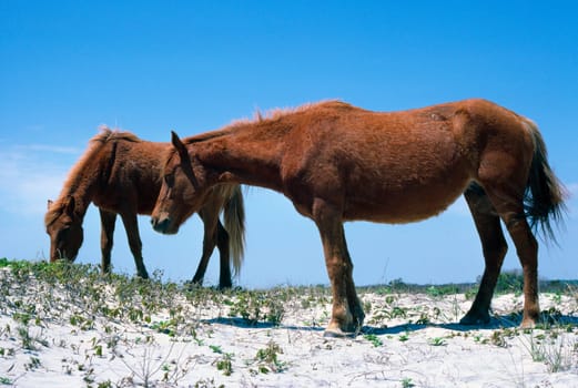 Two wild Chincoteague Ponies