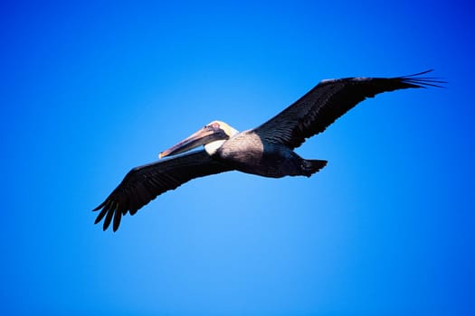 Pelican in flight