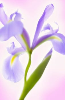 Glowing Iris Vertical