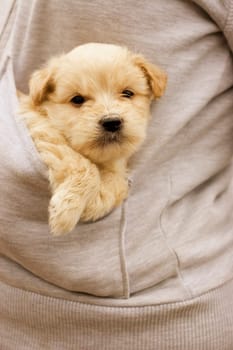 A puppy in pocket.