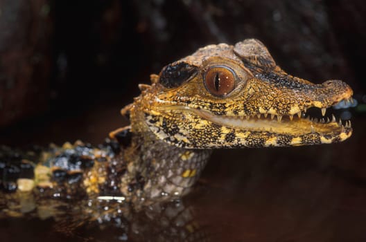 Dwarf caiman