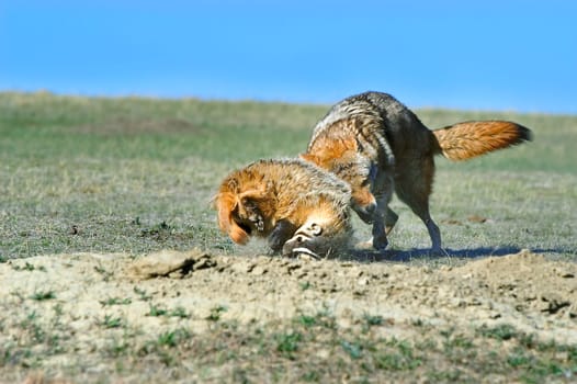 Coyote and badger fight over prey