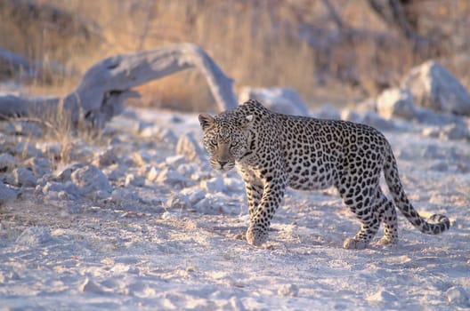 Male Leopard