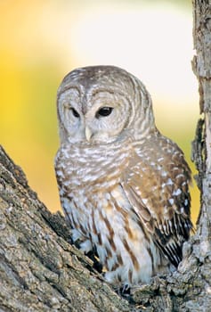 Barred owl roosting in tree