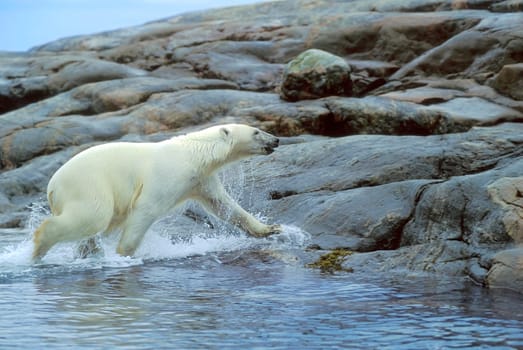 Polar bear running onto shore