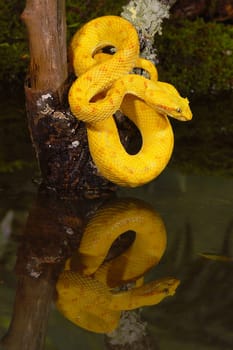 Golden eyelash viper with reflection