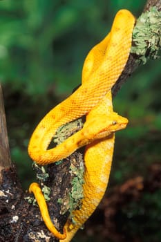 Golden eyelash viper