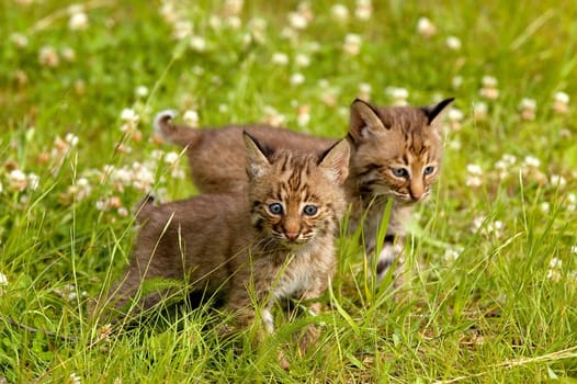 Bobcat kittens