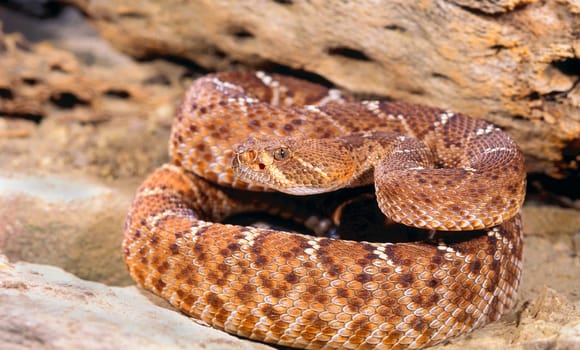 Red Rattlesnake