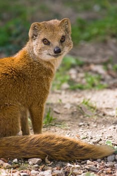 yellow mongoose or red meerkat